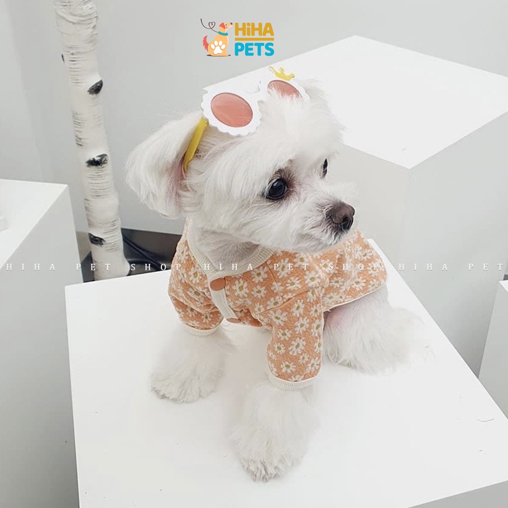 Mắt Kính Cho Chó Mèo Đi Bơi Phụ Kiện Kính Thời Trang Cho Thú Cưng Chụp Ảnh Dễ Thương Sành Điệu Hihapet.