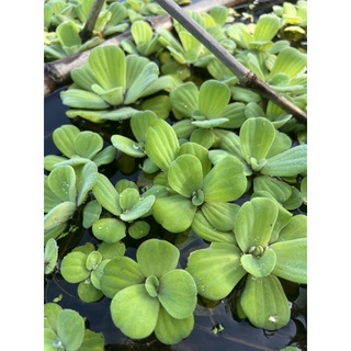 🍀50 cây bèo tai tượng 🍀 - thuỷ sinh 🍀 giá rẻ