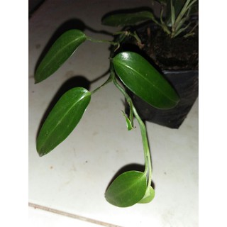 Van Mini Scindapsus Chuyên Dụng Chất Lượng Cao