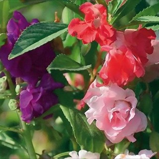 Hạt giống Hoa Móng Tay Nhiều Màu