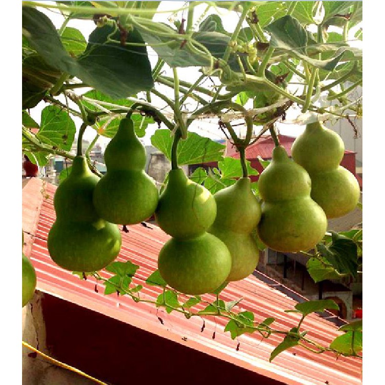Hạt giống bầu hồ lô cao sản F1 - 1 gói 10 hạt