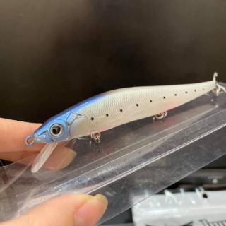 Cá Minnow Sanchem