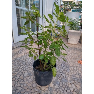 Cây hương nhu tím holy basil (hương nhu tía) tulsi