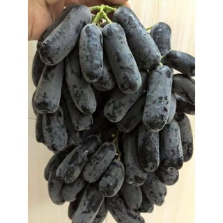 Cây giống nho ngón tay mỹ leo giàn .