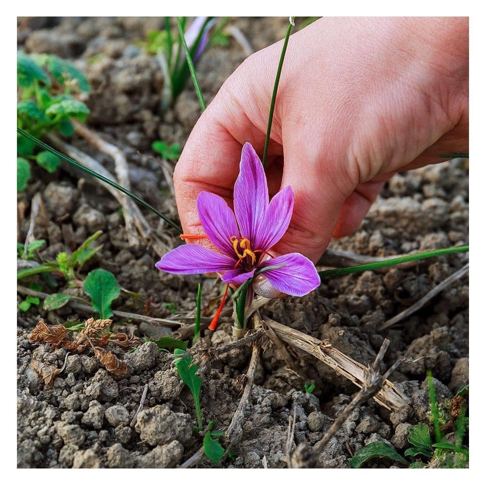 Nhuỵ Hoa Nghệ Tây BABY SAFFRON - Deluxe Mogra số 1 Ấn Độ loại hộp 1gr CHÍNH HÃNG | BigBuy360 - bigbuy360.vn