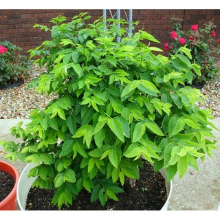 Hạt giống Rau Bồ Ngót (1,g)