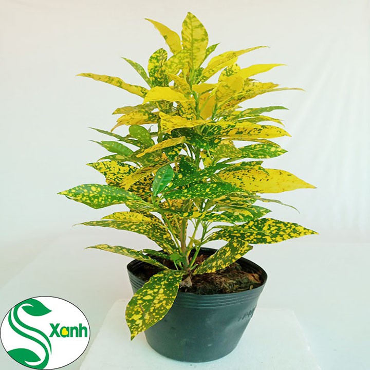 Cây Lá Màu Vàng Bạc Tươi Sáng Sung Túc