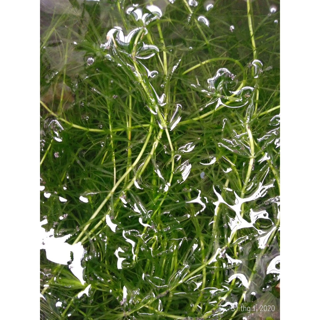 Rong đuôi chó - Cây thủy sinh