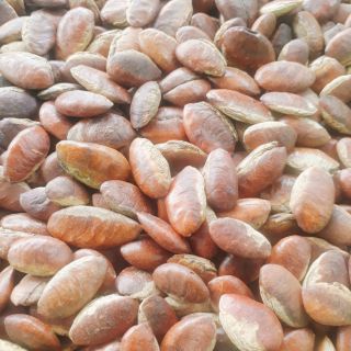 Hạt konia 180k.1kg