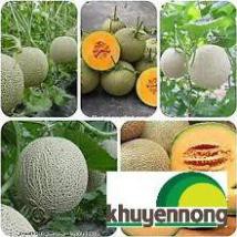 10 hạt giống dưa lưới xanh
