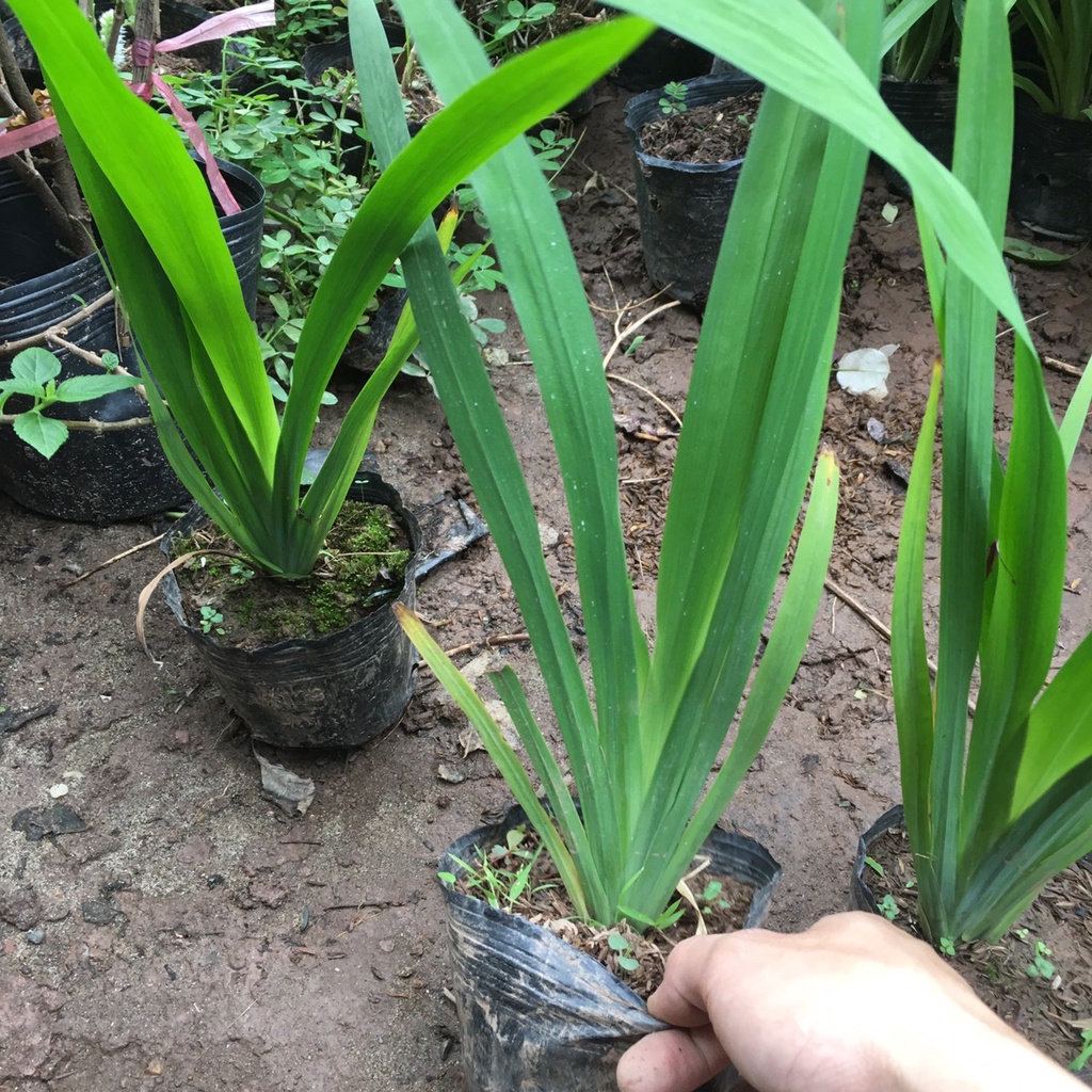 Cây Hoa Diên Vĩ , Hoa Iris