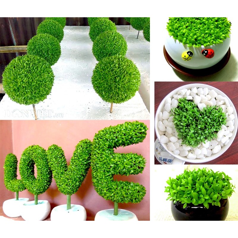 Hạt Giống Cây Cỏ May Mắn | Lucky Mini Grass | SL: 400 HẠT