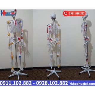 MÔ HÌNH GIẢI PHẪU XƯƠNG NGƯỜI 170CM ĐA CHỨC NĂNG ( Video Ảnh Thật)