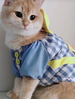 Bộ con vịt cho chó mèo