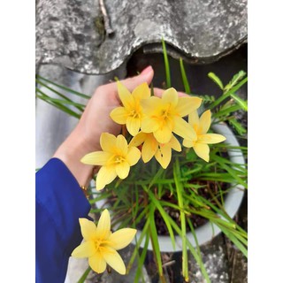 Củ hoa huệ mưa ngoại màu vàng nhạt