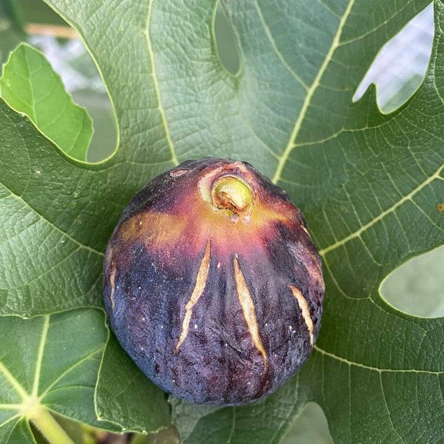 Cây giống Sung Mỹ Black Orak