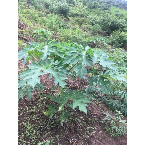 Gói 100 HẠT GIỐNG ĐU ĐỦ ĐỰC LÙN SIÊU HOA