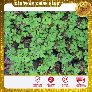 Bộ gói hạt giống Chùm ngây