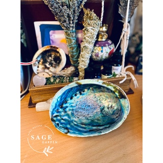 SET TIỆN ÍCH size L (1 Ốc Rainbow L và 1 Đế Gỗ L) SAGE GARDEN