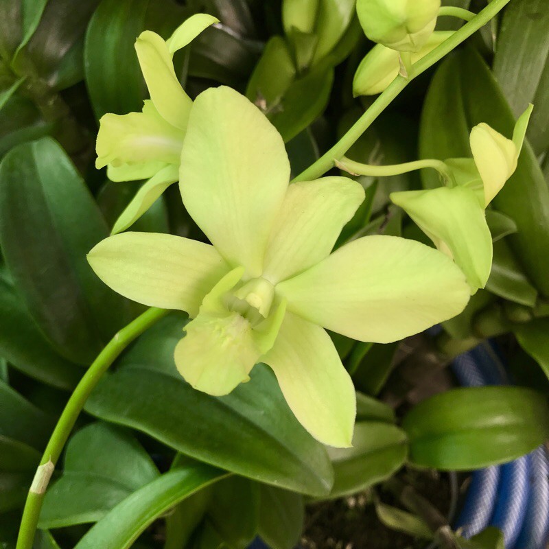 Lan denro màu xanh cây tơ