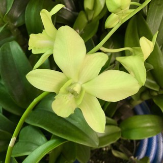 Lan denro màu xanh cây tơ