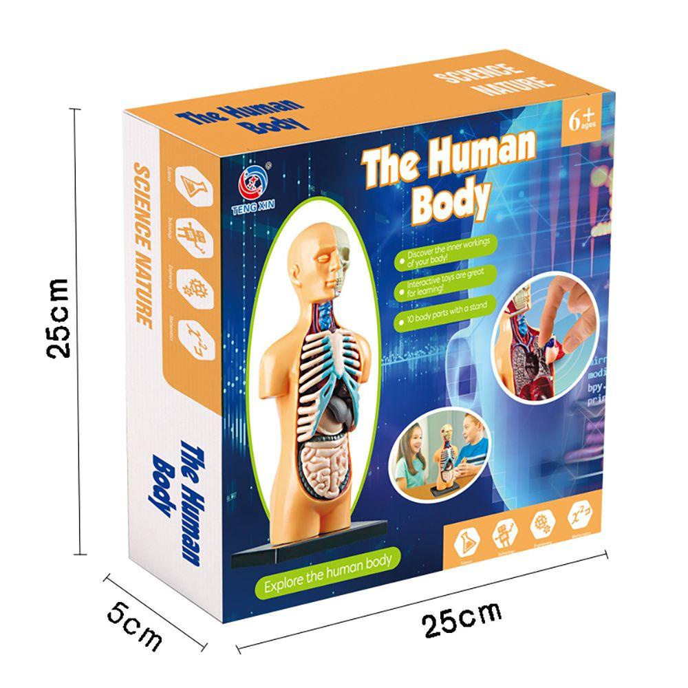 Bebetterm Mô Hình Torso Đồ Chơi Dạy Học Theo Phương Pháp Montessori Tháo Rời Được