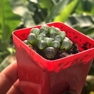 Sen đá haworthia cooperi / sen đá kim cương size bé 4-6cm - ZUMEO cây ưa nắng