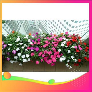 Hạt giống hoa dừa cạn rủ mix - 30 hạt vietgar