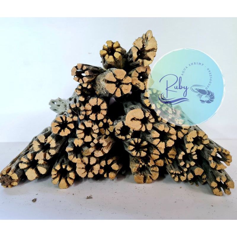 Lũa cholla dành cho tép