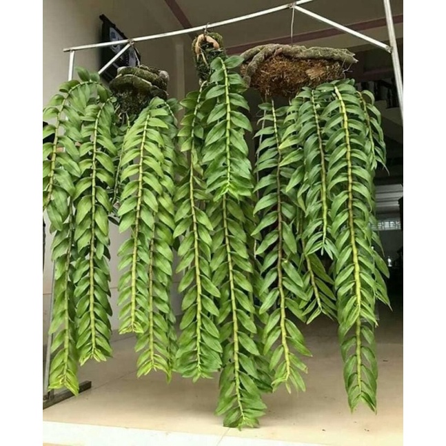 Giá thể - Gỗ nhãn ghép lan rừng 15-22cm