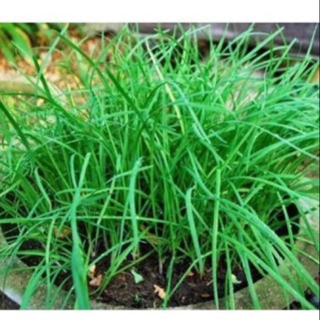 Hạt giống rau lá hẹ