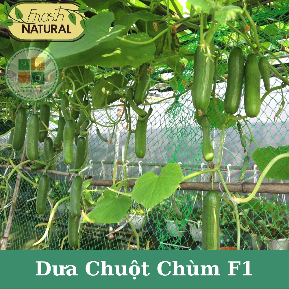 Hạt giống dưa chuột chùm, dưa leo Baby siêu trái - F1 tự thụ phấn