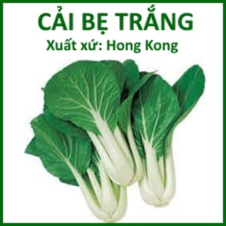 Hạt giống cải bẹ trắng , Hạt Giống Cải Bẹ Trắng Đài Loan - Xuất Xứ HONGKONG (20g)