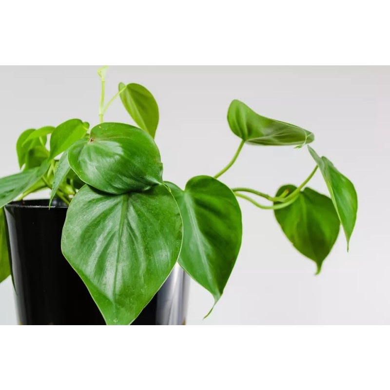 Cây Trầu Bà Tim Xanh Philodendron scandens