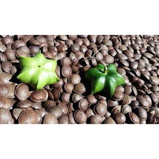 Hạt sachi phơi khô - chưa rang sấy 1000g