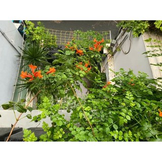 Cây 🌲 Hoa Rạng đông cam... đang hoa