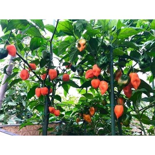 hạt giống ớt hanabeno siêu cay