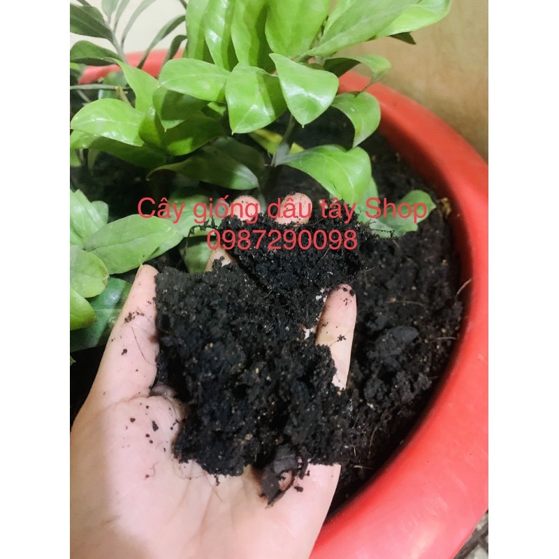Đất sạch hữu cơ đa dụng Organic Soil Lavamix 20dm3-giao nhanh 2h