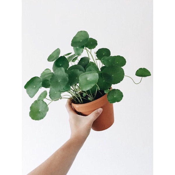 Rau má nhật/Rau má lá sen