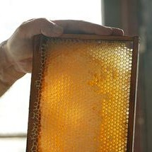 MẬT ONG NGUYÊN CHẤT Xuất Khẩu Hoa Kì 83g - Thế Hồng Honey