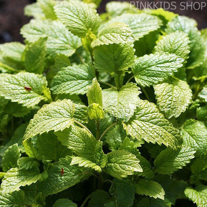 HẠT RAU HÚNG CHANH - GÓI 0,2 GRAM