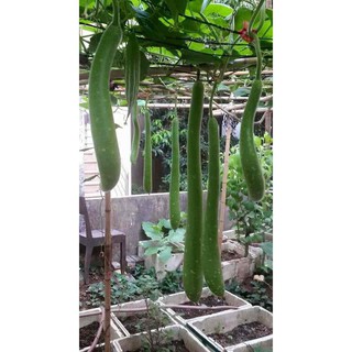 Hạt giống bầu sao dài 5  hạt
