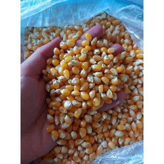 bắp rang bơ (bơ trường an )