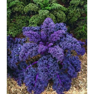 Combo 3 gói hạt giống cải xoăn kale tím (TẶNG gói kích thích hạt nảy mầm)