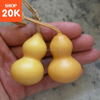 Hạt giống Bầu hồ lô mini