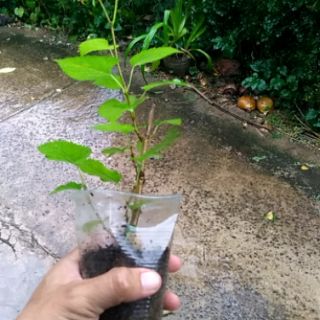 Combo 4 cây dâu tằm