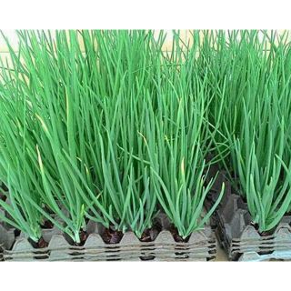 Hạt giống Hành lá Hành Hoa Cao Sản Hạt Giống Mới Chính Hãng 1G - HÀNG CÔNG TY