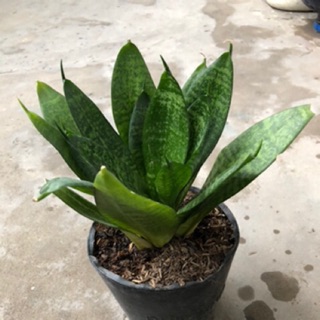 Lưỡi hổ xanh lùn (cây cảnh phong thủy)