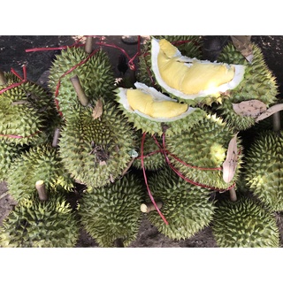 Sầu riêng Ri6