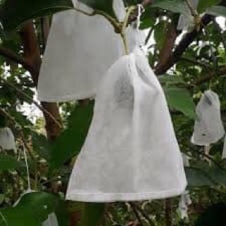 100c Túi bọc trái cây
